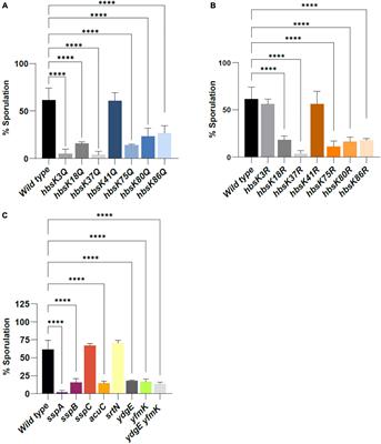 Nε-Lysine Acetylation of the Histone-Like Protein HBsu Regulates the Process of Sporulation and Affects the Resistance Properties of Bacillus subtilis Spores